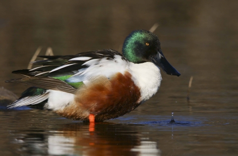 drake northern shoveler in water