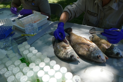 Person dissecting three fish on tray