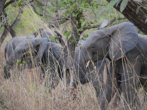 Side view of African elephant in habitat with dried grasses and trees, with additional elephants in background