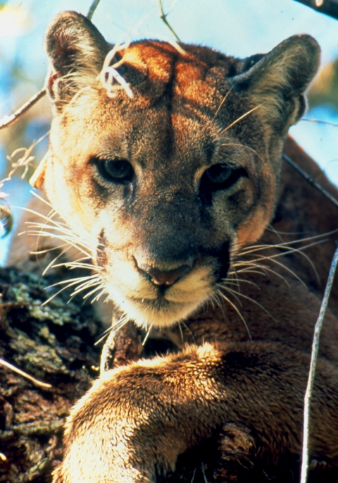 Panther close up of face