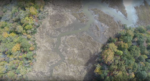 An aerial view of brown marshlands framed by neighboring trees with various shades of green, brown, and yellow foliage.