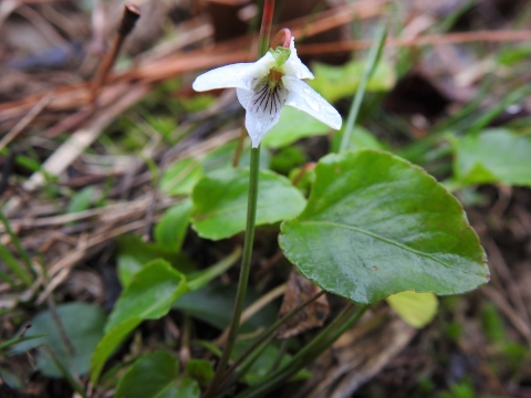 Close-up of a Primrose-leaved Violet. 