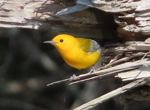 Bright yellow warbler standing on twig at entrance to tree hollow