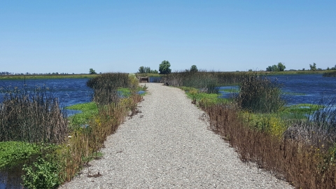 Mobility impaired blind in background very small. gravel road leading to blind with vegetation on both sides and water on both sides