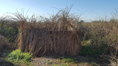 mobility impaired blind covered in tule bundles with tule reeds surrounding blind