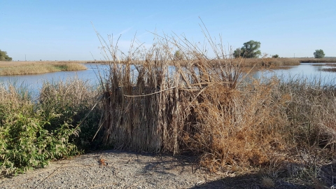 mobility impaired blind covered in tule bundles with water in background