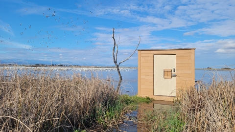 tan photography blind with brown tule reeds in foreground. water in background with ducks and geese in water and in air. blue sky with clouds.