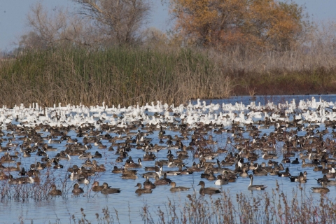 ducks and geese in water