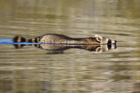 Brown, black & white raccoon swimming across a canal