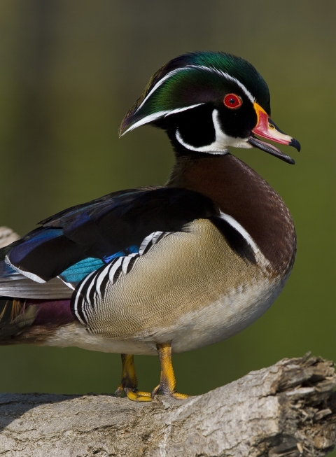 drake wood duck on log