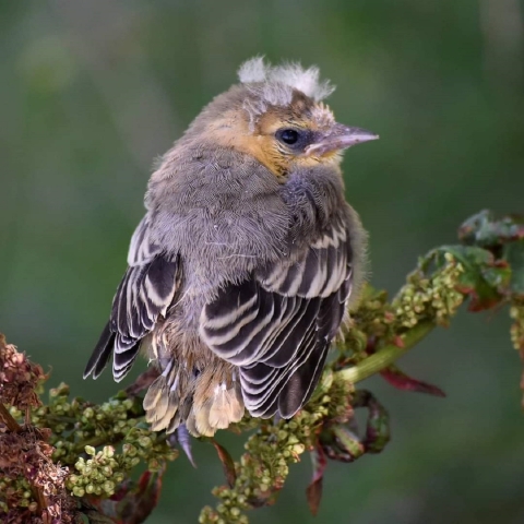 young bullock's oriole on branch