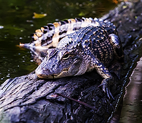 Alligator resting on a log