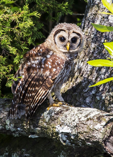 Barred Owl fledgling perched in a tree amid dense growth