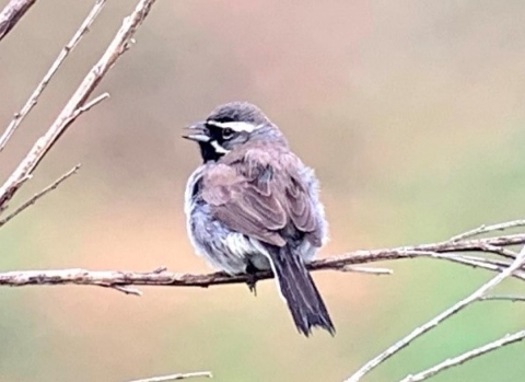 black-throated sparrow on branch