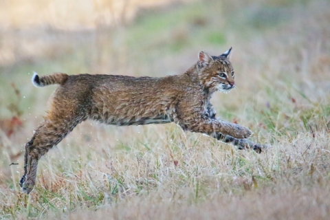 Bobcat running and leaping through the grass