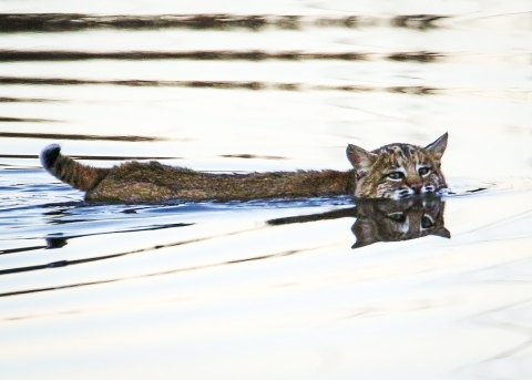 Bobcat in the water swimming