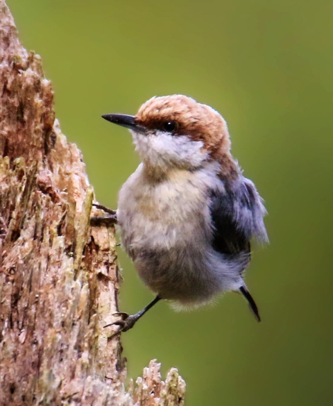 Photo close-up of the Brown Headed Nuthatch bird