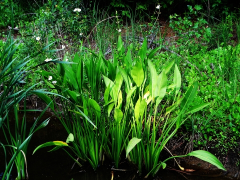 Photo of the Bulltongue Duck Potato plant in it's beautiful dark green color