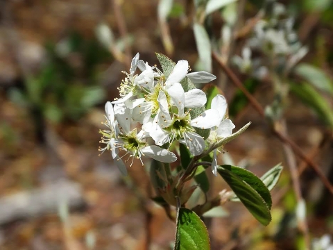 A tight cluster of white flowers at the tip of a woody twig