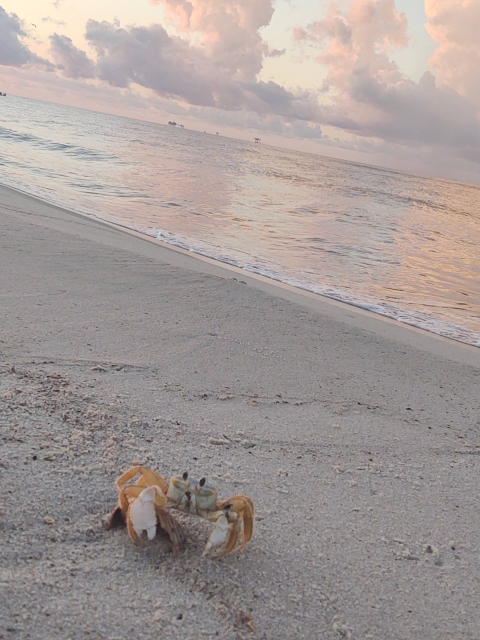 Crab at waters end in the sand