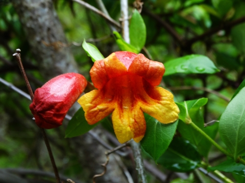 Crossvine flower close-up, photo taken from the front, showing the opening of the flower