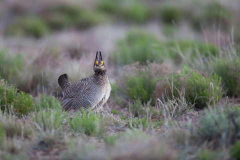 Lesser prairie chicken in the plains.