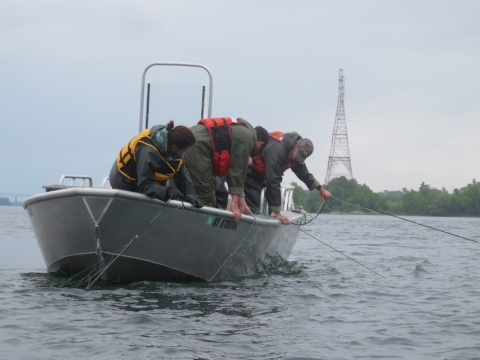 3 biologists with lifejackets on crowd against the edge of a small boat. They are working together to haul in a net cast in the river. Behind them power lines can be seen on the shore. 