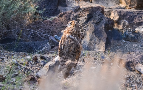 RoboOwl! These robot owls may be mechanical, but they still have the ability to scare raptors.