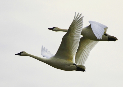 Close-up of two Swans flying side by side