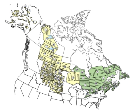 Strata (numbered) and transects of the Waterfowl Breeding Population and Habitat Survey (yellow = traditional survey area, green = eastern survey area).