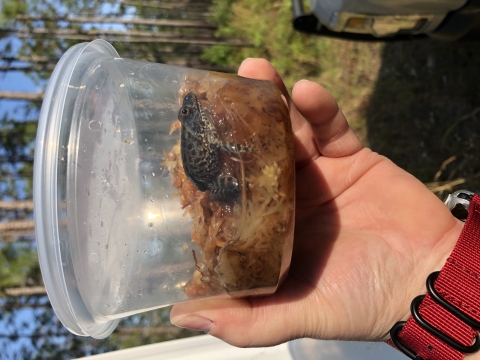 A gopher frog that was raised at Bear Bluff National Fish Hatchery seen in a plastic container on a bed of moss .