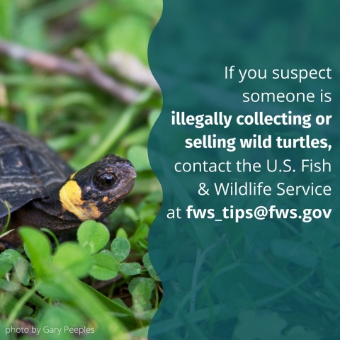 White text on a blue background reads ‘Be a good turtle neighbor. There may be things you can do on your land or in your community to support turtles, like creating a backyard habitat.If you suspect someone is illegally collecting or selling wild turtles, contact the U.S. Fish & Wildlife Service at fws_tips@fws.gov’ To the left of the text, a turtle surrounded by clovers is pictured next to a small caption of ‘photo by Gary Peeples’. 