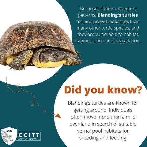 In the upper corner, a Blanding’s turtle. To the right of the image, text reads: ‘Because of their movement patterns, Blanding's turtles require larger landscapes than many other turtle species, and they are vulnerable to habitat fragmentation and degradation.’ More text is below reading: ‘Did you know?Blanding’s turtles are known for getting around! Individuals often move more than a mile over land in search of suitable vernal pool habitats for breeding and feeding.’ CCITT logo in lower left corner. 