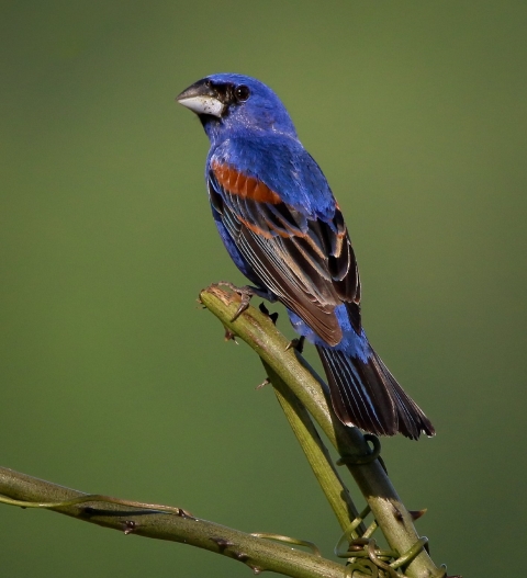 Bright blue, brown & black bird on branch