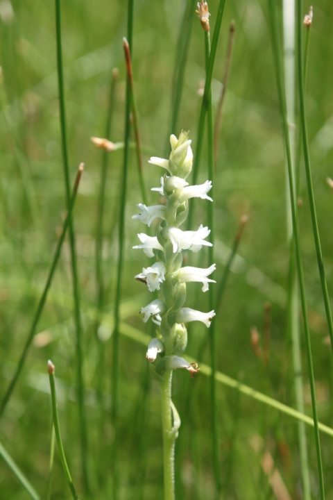 A single stalk with small white orchid flowers in foreground with a grassy green background.