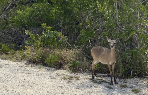 A small deer walks along the side of a road with vegetation behind her.