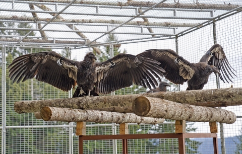 two birds resting on a perch in a cage