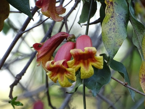 Red & yellow hanging from forest vine