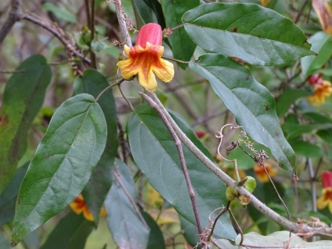 Red & yellow flowers hanging from forest vines