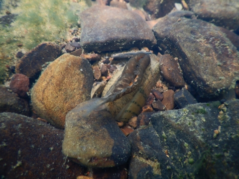 A speckled pocketbook mussel is displaying the lure it uses to infect a host fish for glochidia, its parasitic young, to infect. Some lures can resemble a small fish. 