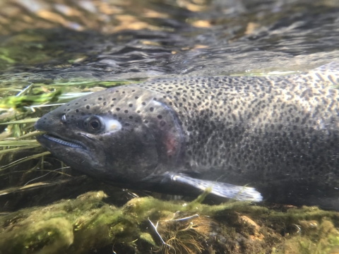 a fish under water