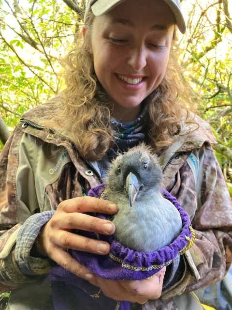 woman holing a tufted puffin chick