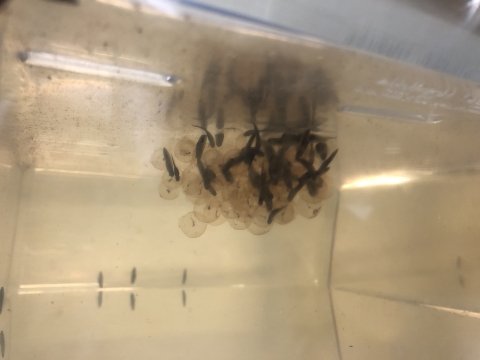 Tadpoles and transparent gelatinous spheres (eggs) clustered together inside a tank. 