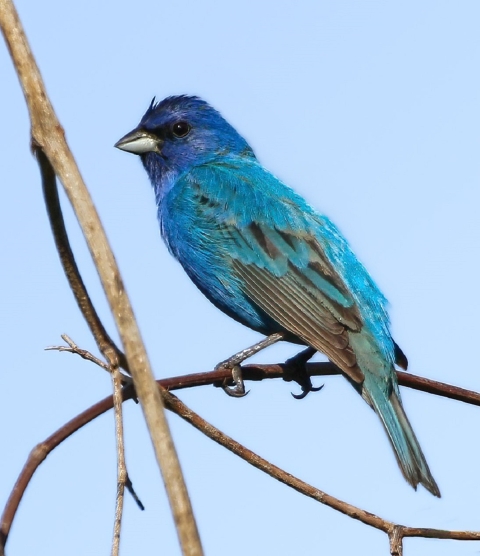 Blue & Grey bird standing on a branch