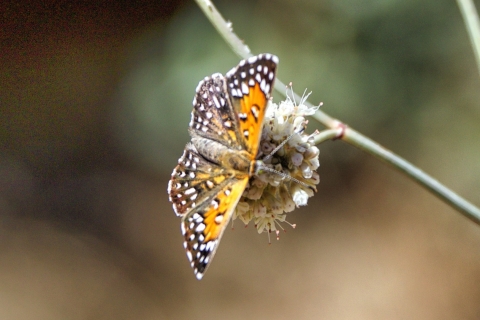 An orange and black butterfly on a white flower