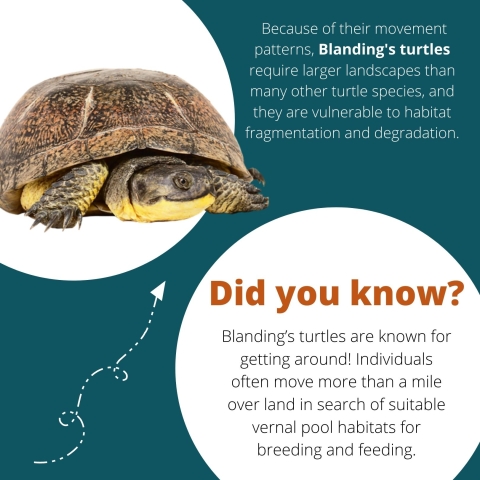 In the upper corner, a Blanding’s turtle. To the right of the image, text reads: ‘Because of their movement patterns, Blanding's turtles require larger landscapes than many other turtle species, and they are vulnerable to habitat fragmentation and degradation.’ More text is below reading: ‘Did you know?Blanding’s turtles are known for getting around! Individuals often move more than a mile over land in search of suitable vernal pool habitats for breeding and feeding.’ 