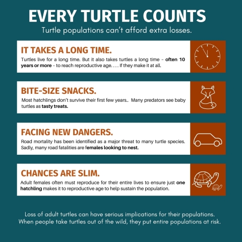 White text on teal background reads, ‘ Every Turtle Counts. Turtle populations can’t afford extra losses.’ Below this title text is orange and black text over white background reads: ‘It takes a long time.Turtles live for a long time. But it also takes turtles a long time – often 10 years or more – to reach reproductive age. . . If they make it at all. Bite-Size Snacks. Most hatchlings don’t survive their first few years.Many predators see baby turtles as tasty treats.Facing New Dangers. Road mortality has