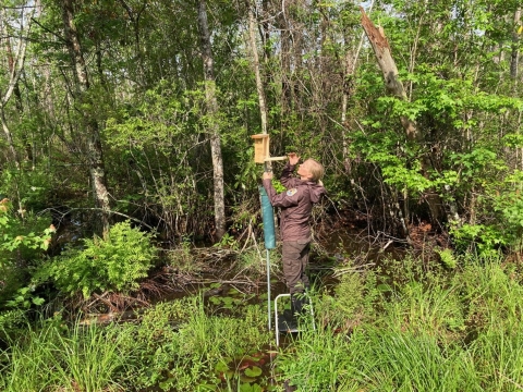 Refuge biologist on ladder checking nest box mounted on post for eggs