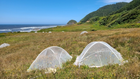 Tent enclosures to help researchers study the track of survival to adulthood of the Oregon silverspot butterfly 