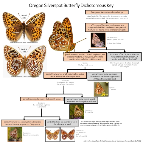 Oregon Silverspot Butterfly dichotomous key. How to tell that is it an Oregon Silverspot Butterfly 